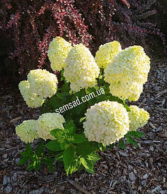 Гортензія волотиста Лівінг Шугар Руш \ Hydrangea Living Sugar Rush®( саджанці 3 роки С3л ) Новинка