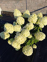 Гортензія волотиста Лівінг Саммер Сноу \ Hydrangea living summer snow ( саджанці 4 роки С5л ) Новинка, фото 2