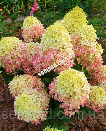 Гортензія волотиста Лівінг Рояль Флауер \ Hydrangea Living Royal Flower ( саджанці 3 - 4 роки С5л ), фото 1