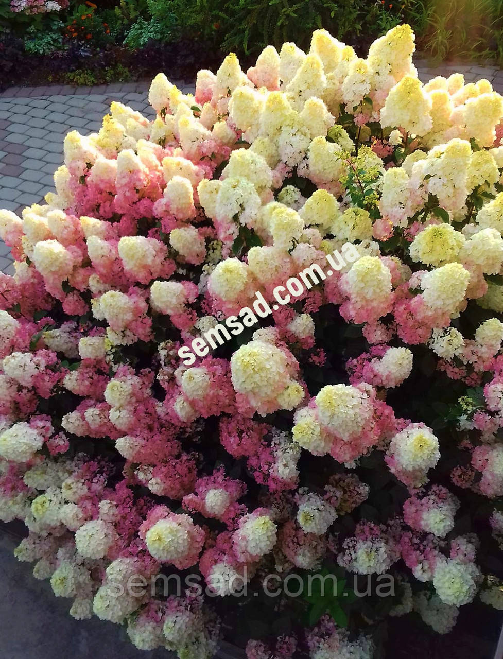 Гортензія волотиста " Сандей фрейзі \ Hydrangea paniculata «Sundae Fraise»( саджанці 3 роки С5л )