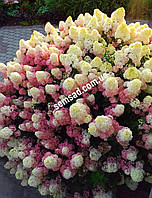 Гортензия метельчатая" Сандей фрейзи \ Hydrangea paniculata «Sundae Fraise»( саженцы 3 год С5л )