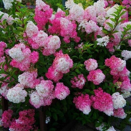 Гортензія волотиста Фрайз Мелба (Fraise Melba), ЗКС в горщиках 1.5 л, фото 1