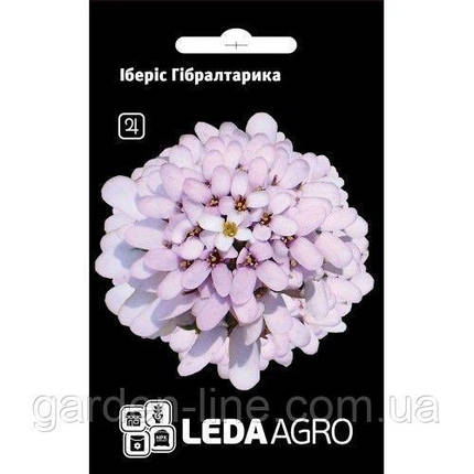 Насіння Іберіс Гібралтарика 0,3г ТМ LEDAAGRO, фото 1