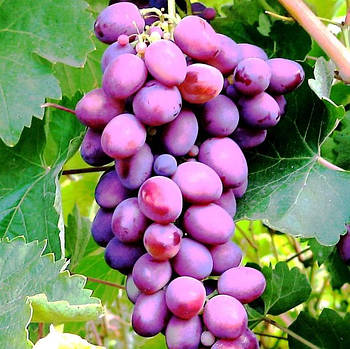 Столові сорти винограду