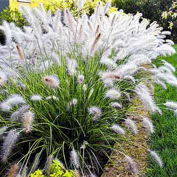 Саджанці Пеннісетума