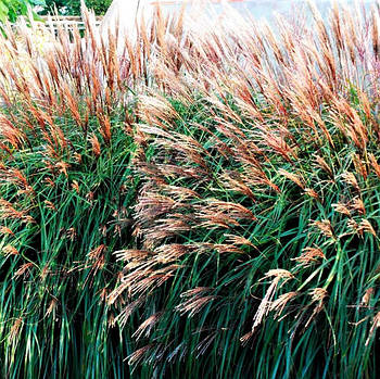 Саджанці Міскантуса