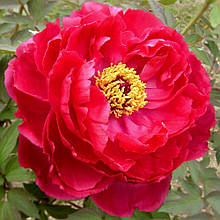 Півонія деревинна червона