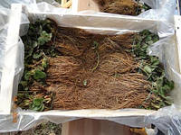 Полуниця (суниця садова) по технології Frigo (фріго): переваги та недоліки