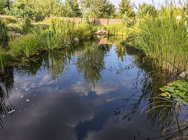 Пруд для осетра и форели