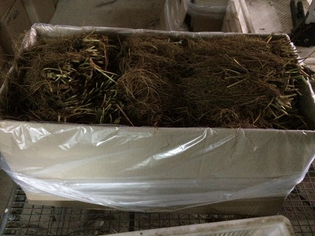 розсада полуниці, посадка полуниці, фріго, розсада полуниці фріго, купити фріго в Україні