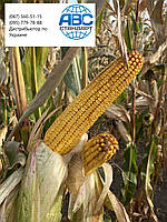 Гібрид кукурудзи ЮНКАЙ ФАО 320. Насіння врожайною кукурудзи ЮНКАЙ 140ц/га. Добра вологовіддача 9 балів., фото 5