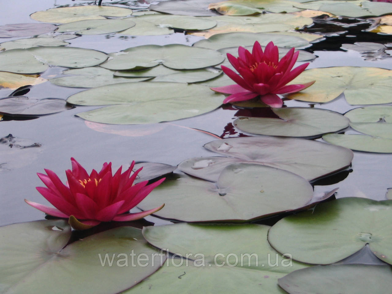 Нимфея "Эскарбукль" - Nymphaea "Escarboucle" - фото 6 - id-p223314498