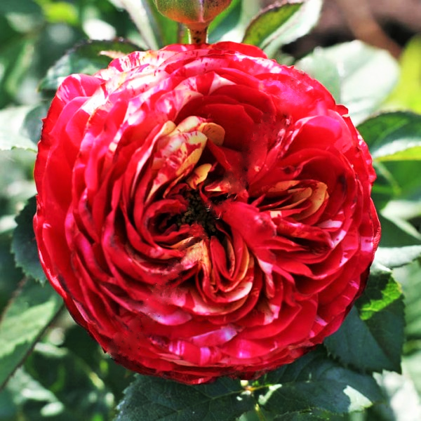 Саженецы мініатюрної троянди Папагайо (Rose Papagayo), фото 1