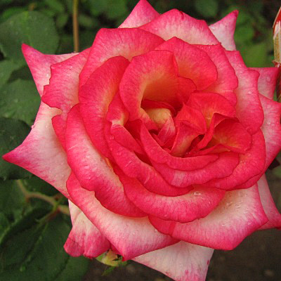Саджанці чайно-гібридної троянди Куїн Амазон (Rose Queen Amazone)