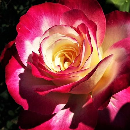 Саджанці чайно-гібридної троянди Росинка (Rose Rosinca)