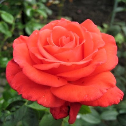 Саджанці чайно-гібридної троянди Супер Стар (Rose Super Star), фото 1