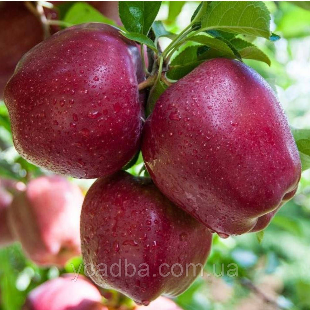 Яблуня Топ Ред (зимова), фото 1