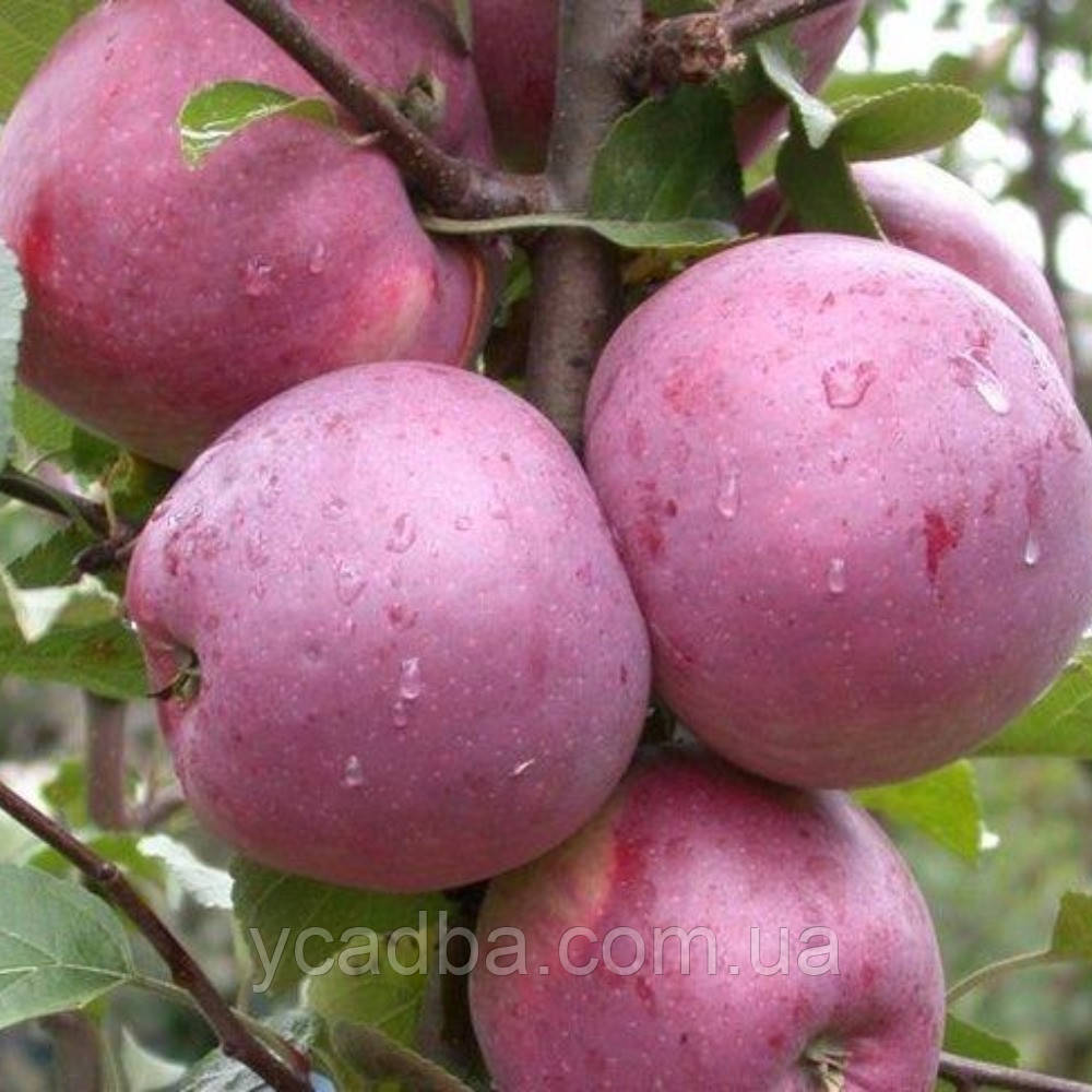 Яблуня Ліберті (пізня), фото 1