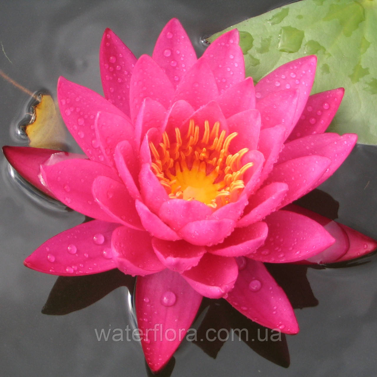 Німфея "Бернайз Ікінс" — Nymphaea "Bernis Ikins", фото 1