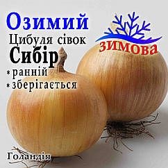 Цибуля сівок озимий Сибір Голландія, 1 кг