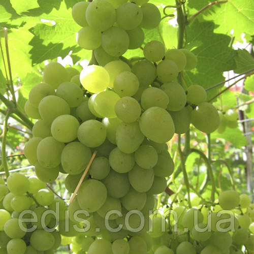 Виноград Супер Екстра