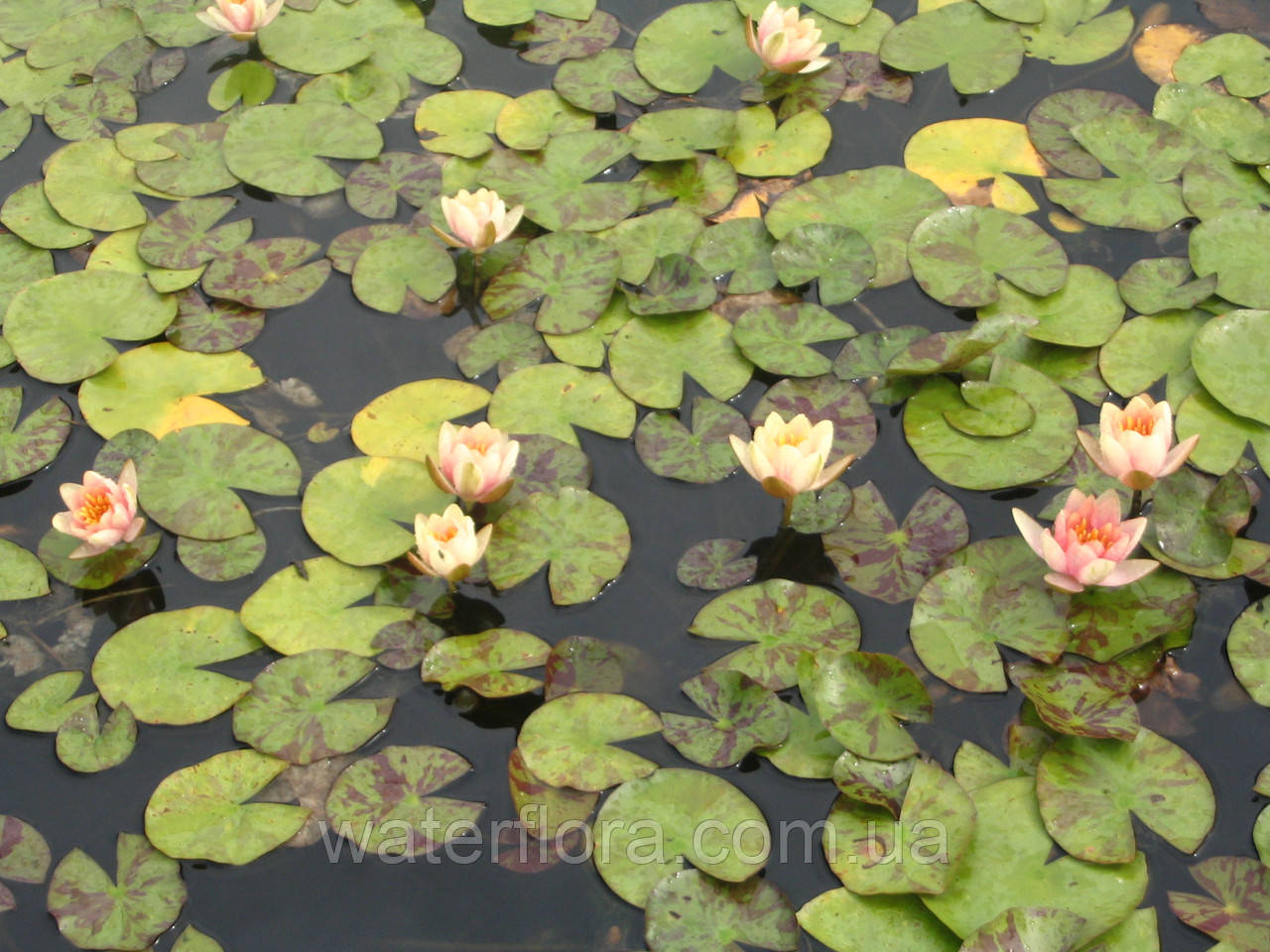 Німфея "Аврора" — Nymphaea "Aurora" (третя ц.р.)