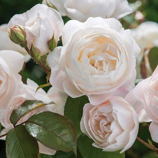 Саджанці англійської троянди Валері (Rose Valeri)