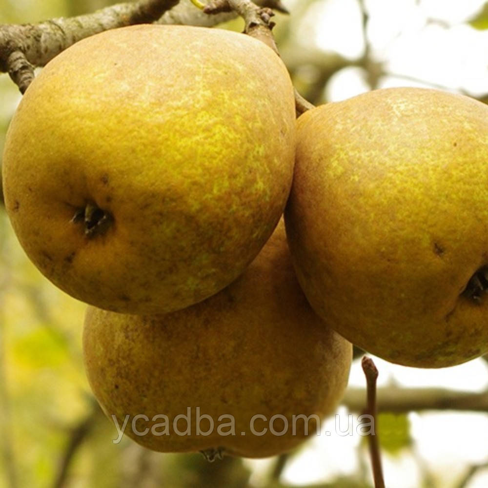 Груша азіатська Тембо лі (середньо-пізня), фото 1