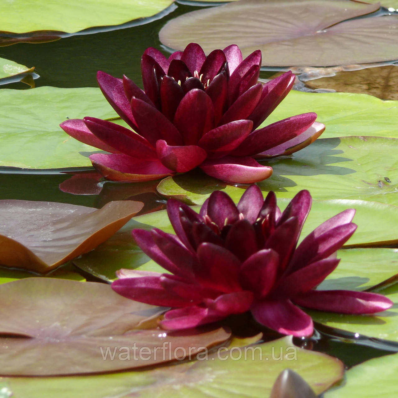 Нимфея "Алмост Блэк" - Nymphaea "Almost Black" - фото 3 - id-p223401867