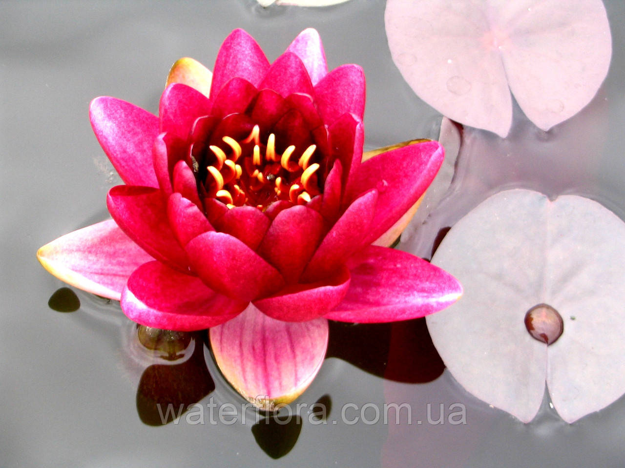 Нимфея "Алмост Блэк" - Nymphaea "Almost Black" - фото 5 - id-p223401867