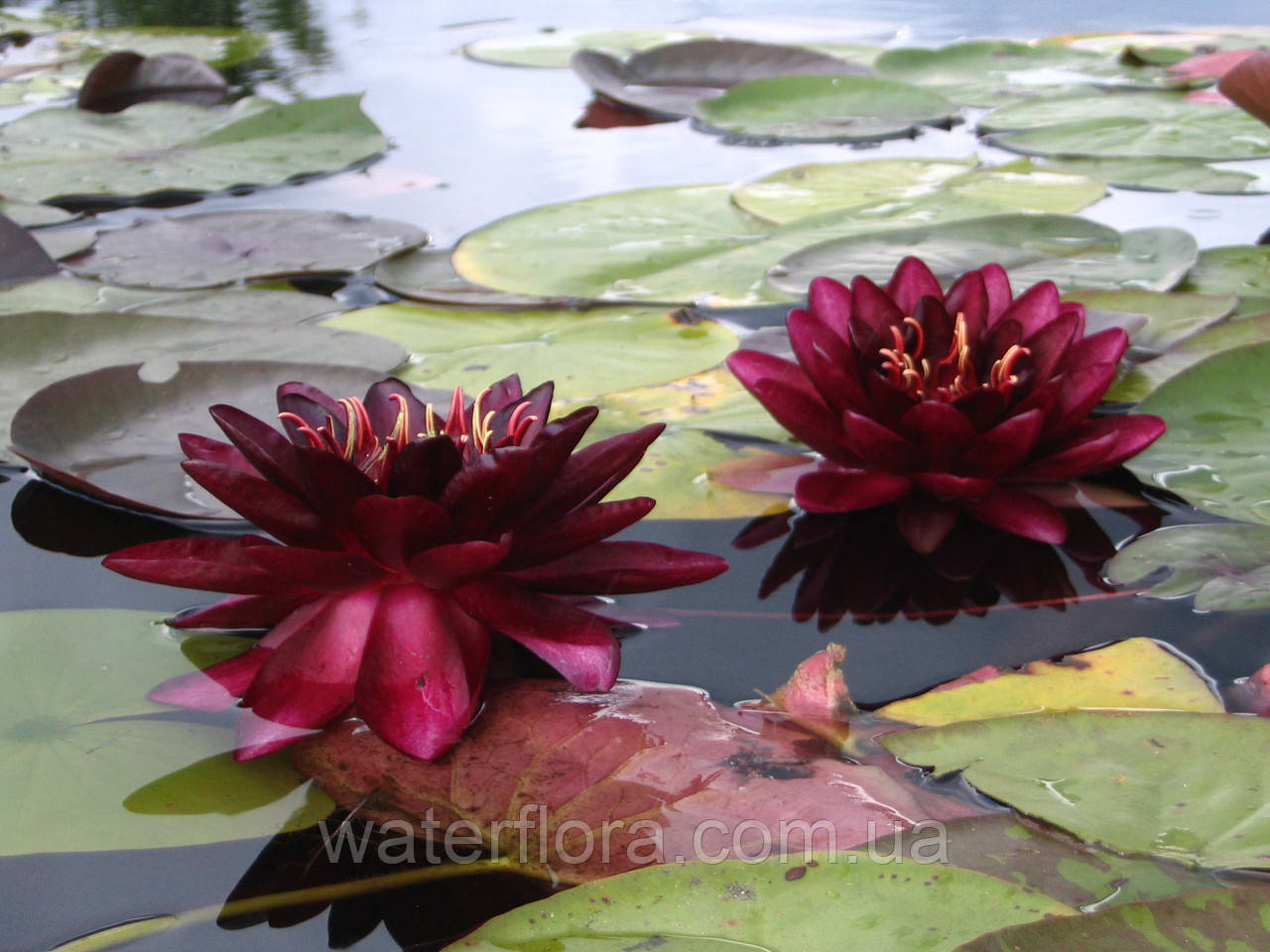 Нимфея "Алмост Блэк" - Nymphaea "Almost Black" - фото 4 - id-p223401867