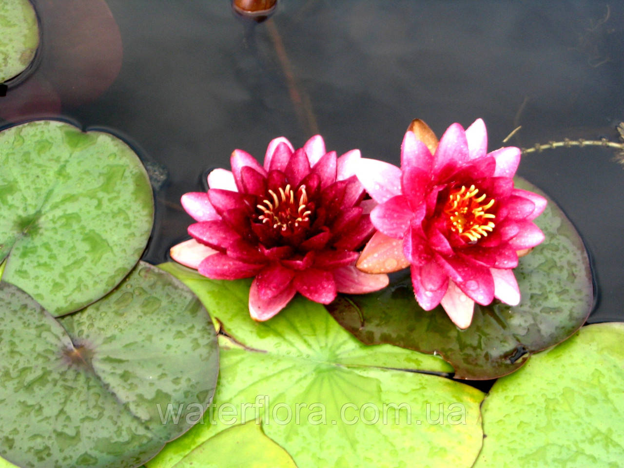 Нимфея "Алмост Блэк" - Nymphaea "Almost Black" - фото 7 - id-p223401867