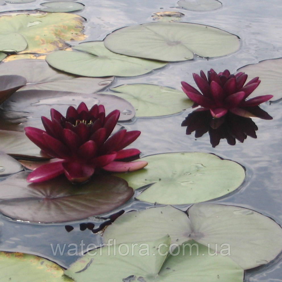 Нимфея "Алмост Блэк" - Nymphaea "Almost Black" - фото 6 - id-p223401867