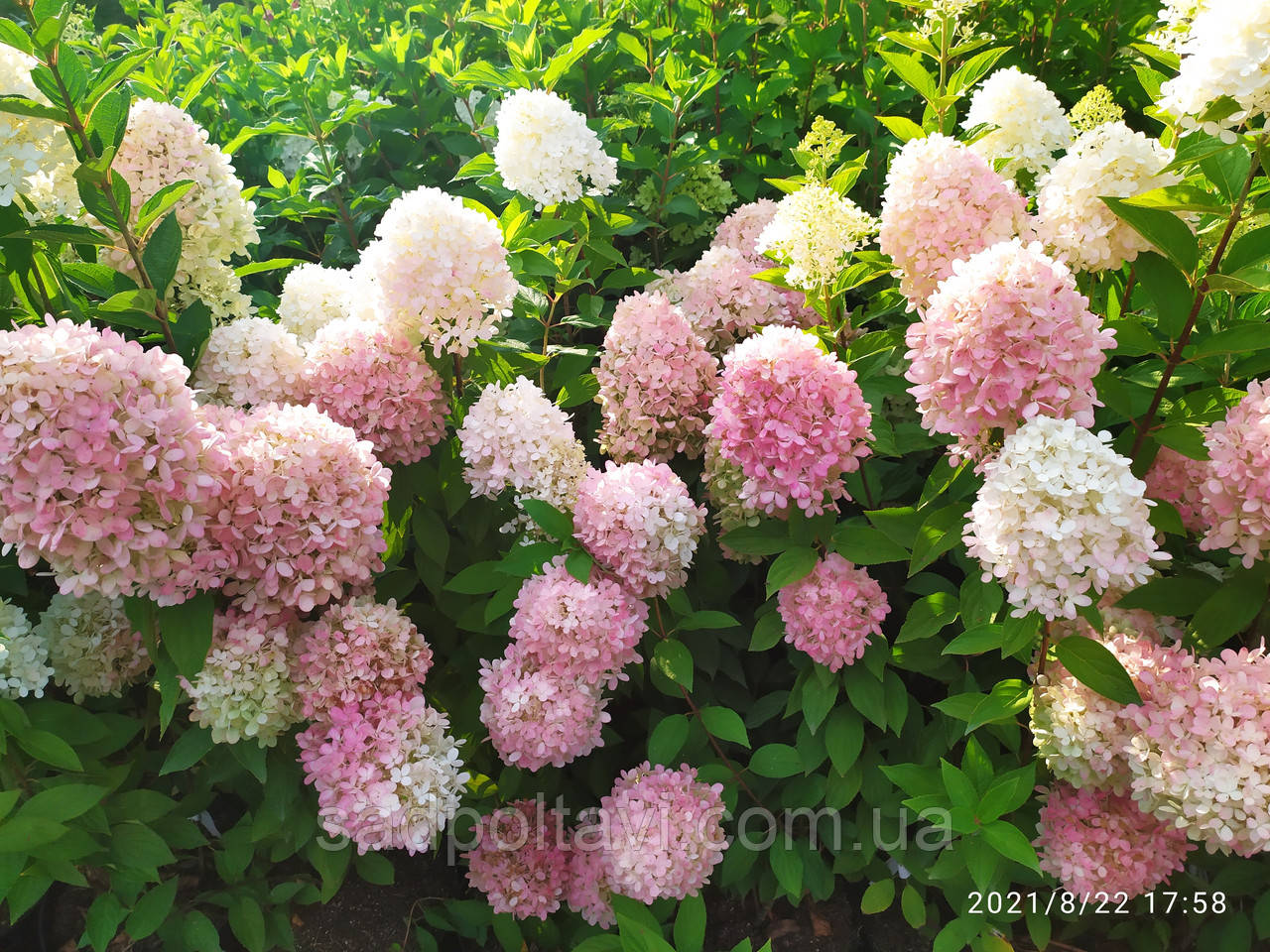 Гортензія Меджикал Суіт Самер /HYDRANGEA PANICULATA MAGICAL SWEET SUMMER 2-х річні С1,5