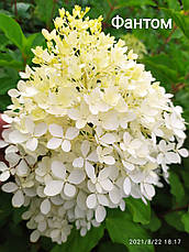 Гортензія волотиста Фантом (HYDRANGEA PANICULATA PHANTOM) 3 роки, фото 2