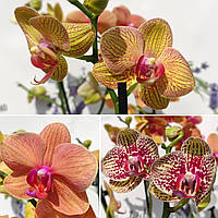 Много орхидеи, любые цены, редко сорта, бабочки и пилоры