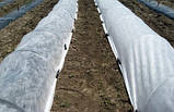 Агроволокно біле 30 г/кв.м ширина 3.2 м (ціна за 1 пог. м), фото 3