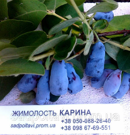 Саджанці жимолості Карина конт. 3 л /3 роки/, фото 2
