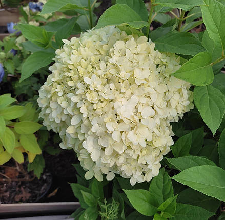 Гортензія волотиста Літл Спукі / С3 / Hydrangea Little Spooky, фото 2