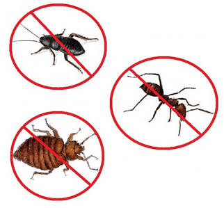 Від повзаючих комах