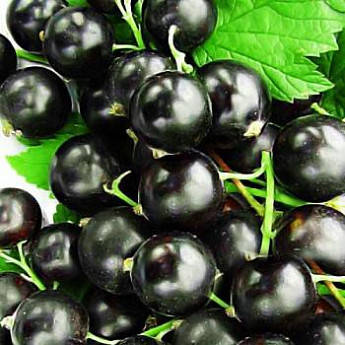Саджанці смородини чорної Екзотика - рання, крупноплідна, врожайна