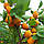Насіння жердели, сортових абрикосів, фото 2