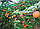 Насіння жердели, сортових абрикосів, фото 3