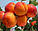 Насіння жердели, сортових абрикосів, фото 5