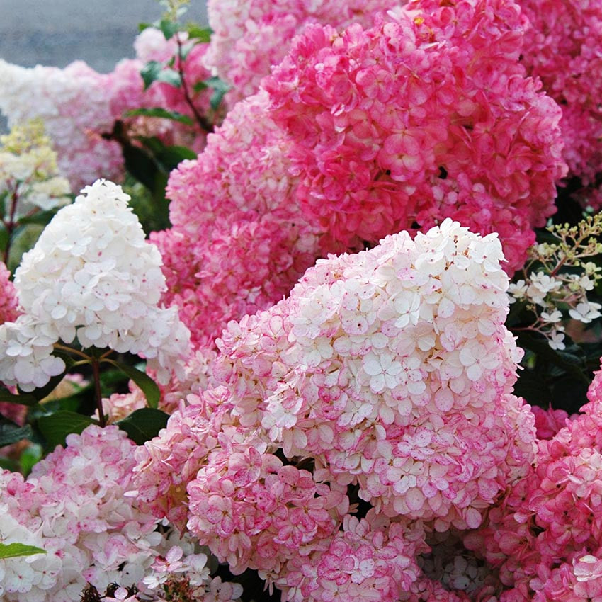 Гортензія волотиста Сандей Фрайз / С5 / Hydrangea Sundae Fraise