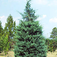 Саженцы Можжевельника виргинского (Juniperus virginiana) Р9