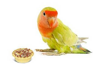 Вітаміни і добавки для птахів