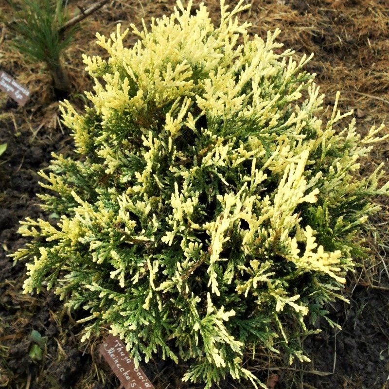 Саджанці Туї західної Майнекес Цверг (Thuja occidentalis Meineke's Zwerg) Р9
