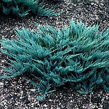 Ялівець горизонтальний Блю Чип (контейнер 0,5л)