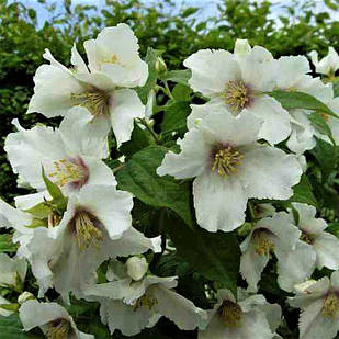 Саджанці Чубушника вінцевий / жасмин садовий Лемуана (Philadelphus Lemoinei) Р9